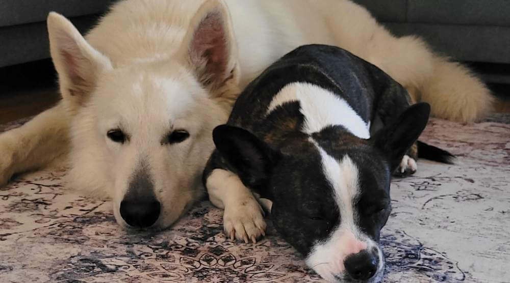 Welchen Teppich soll man für ein Zuhause mit Hund wählen?