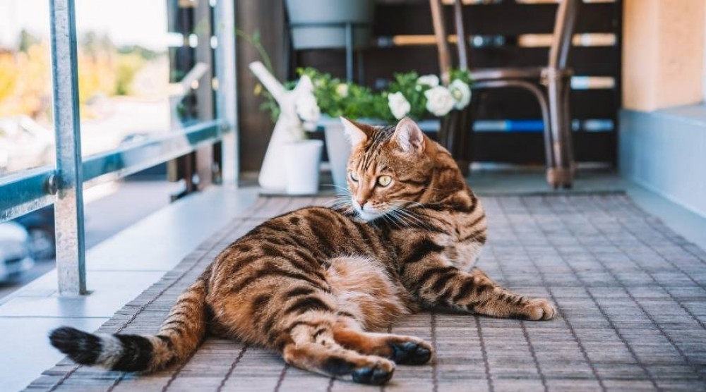 Wie richtet man einen Balkon für eine Katze ein?